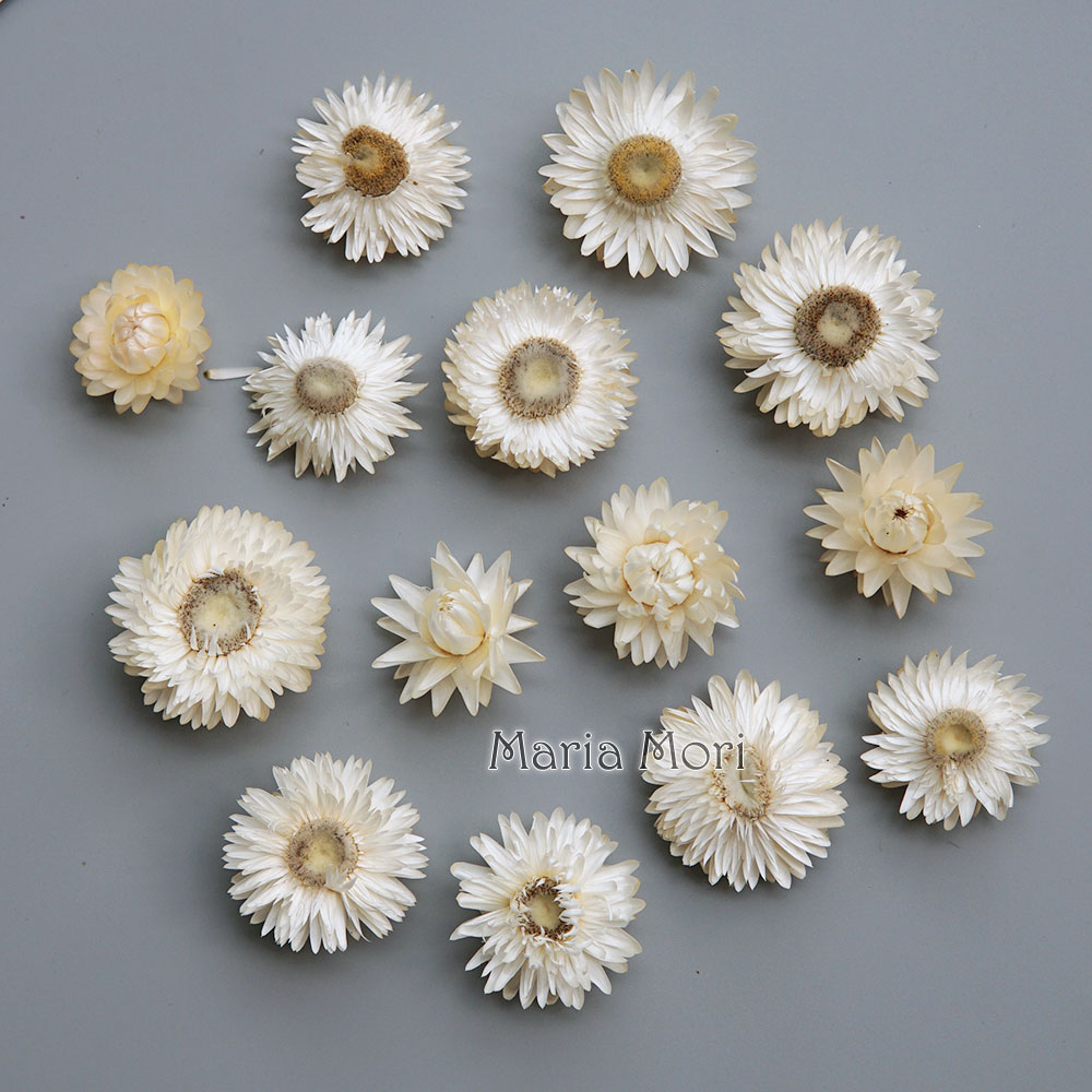 Candle Making Uk - Karangan bunga krisan warna-warni kering alami