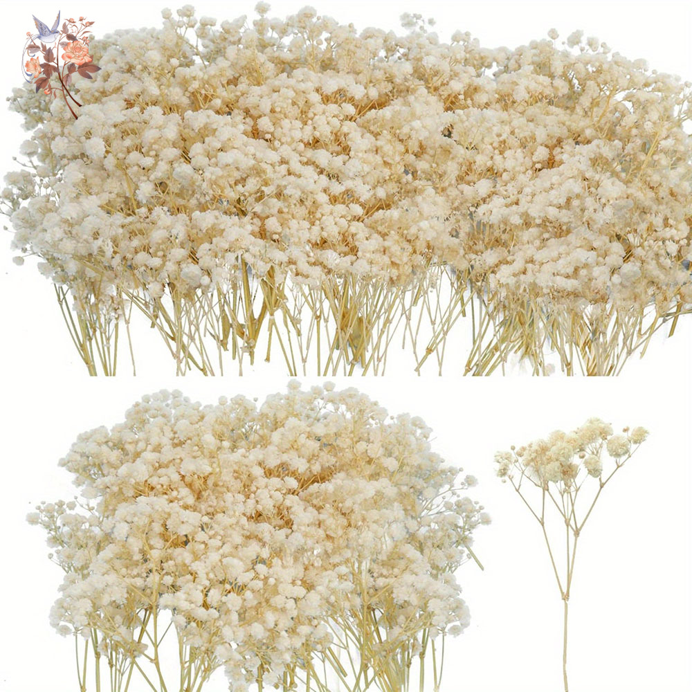 Candle Making Uk - Bunga Gypsophila Kering Mini DIY Bahan