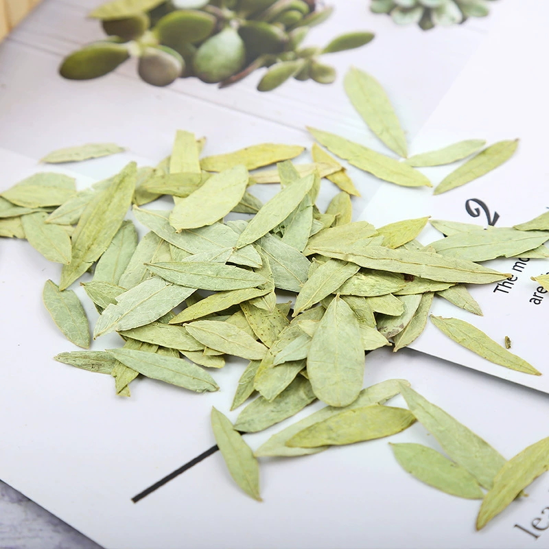 Daun Senna Alami Kualitas Prem - Candle Making Bath ulasan dan harga